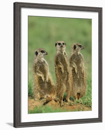 Three Meerkats (Suricates), Suricata Suricatta, Addo National Park, South Africa, Africa-Ann & Steve Toon-Framed Photographic Print