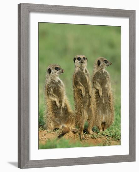 Three Meerkats (Suricates), Suricata Suricatta, Addo National Park, South Africa, Africa-Ann & Steve Toon-Framed Photographic Print