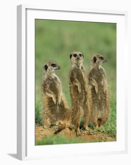 Three Meerkats (Suricates), Suricata Suricatta, Addo National Park, South Africa, Africa-Ann & Steve Toon-Framed Photographic Print