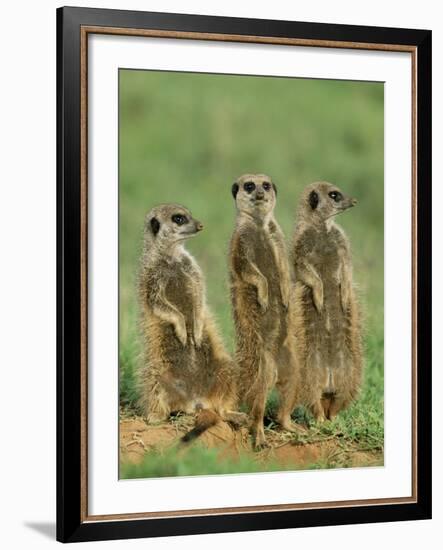 Three Meerkats (Suricates), Suricata Suricatta, Addo National Park, South Africa, Africa-Ann & Steve Toon-Framed Photographic Print