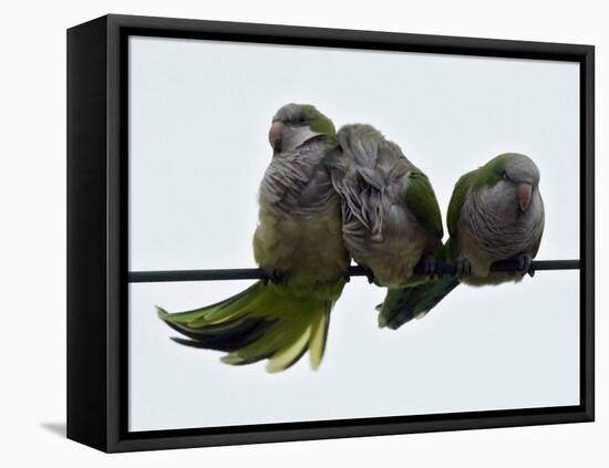 Three Monk Parakeets Brace Themselves against a Stiff Breeze as They Perch on a Wire-null-Framed Premier Image Canvas