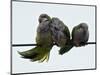 Three Monk Parakeets Brace Themselves against a Stiff Breeze as They Perch on a Wire-null-Mounted Photographic Print