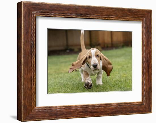 Three month old Basset Hound running in his yard, with water being splashed up off the wet grass.-Janet Horton-Framed Photographic Print