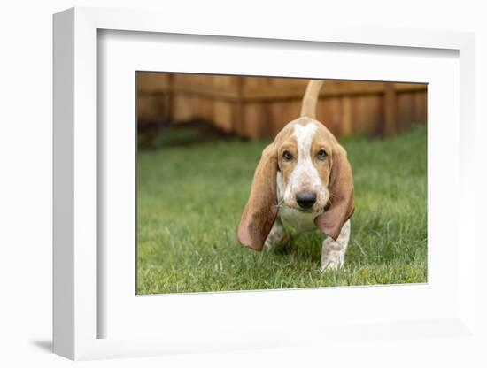 Three month old Basset Hound walking in his yard with some grass in his mouth.-Janet Horton-Framed Photographic Print