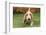 Three month old Basset Hound walking in his yard with some grass in his mouth.-Janet Horton-Framed Photographic Print