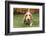 Three month old Basset Hound walking in his yard with some grass in his mouth.-Janet Horton-Framed Photographic Print