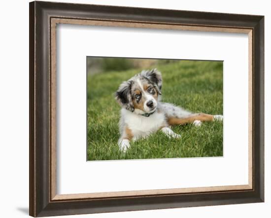 Three month old Blue Merle Australian Shepherd puppy looking quizzical while resting in her yard.-Janet Horton-Framed Photographic Print