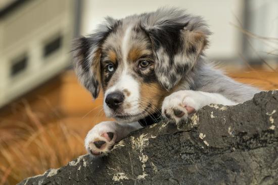 Three Month Old Blue Merle Australian Shepherd Puppy Resting And Looking Out Over A Rock Ledge Photographic Print Janet Horton Art Com Three Month Old Blue Merle Australian Shepherd Puppy Resting And Looking Out Over A Rock Ledge Photographic Print Janet Horton Art Com