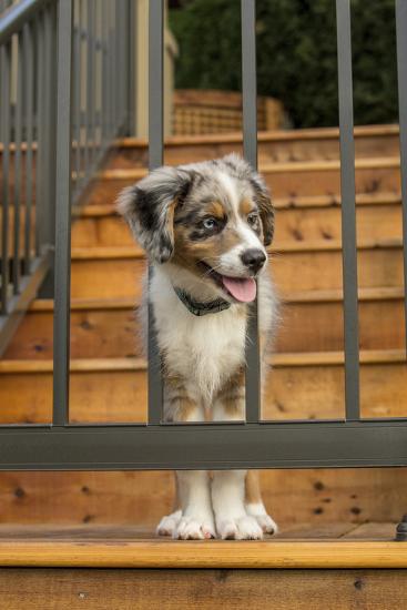 Three Month Old Blue Merle Australian Shepherd Puppy Photographic Print Janet Horton Art Com Three Month Old Blue Merle Australian Shepherd Puppy Photographic Print Janet Horton Art Com