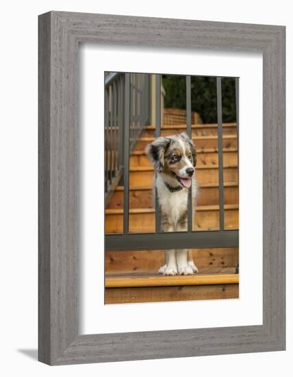 Three month old Blue Merle Australian Shepherd puppy-Janet Horton-Framed Photographic Print