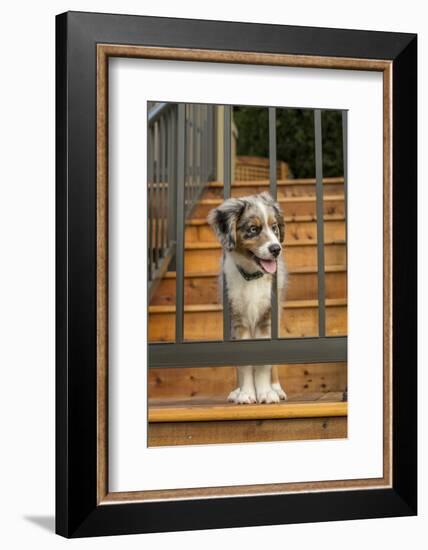 Three month old Blue Merle Australian Shepherd puppy-Janet Horton-Framed Photographic Print