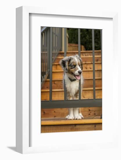 Three month old Blue Merle Australian Shepherd puppy-Janet Horton-Framed Photographic Print