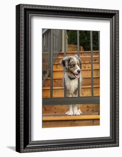 Three month old Blue Merle Australian Shepherd puppy-Janet Horton-Framed Photographic Print