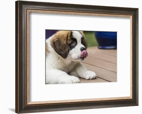 Three month old Saint Bernard puppy licking his lips in anticipation of another treat-Janet Horton-Framed Photographic Print