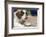 Three month old Saint Bernard puppy licking his lips in anticipation of another treat-Janet Horton-Framed Photographic Print