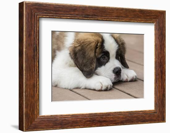 Three month old Saint Bernard puppy looking tired as he rests on his deck after playtime.-Janet Horton-Framed Photographic Print