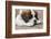 Three month old Saint Bernard puppy looking tired as he rests on his deck after playtime.-Janet Horton-Framed Photographic Print