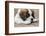 Three month old Saint Bernard puppy looking tired as he rests on his deck after playtime.-Janet Horton-Framed Photographic Print