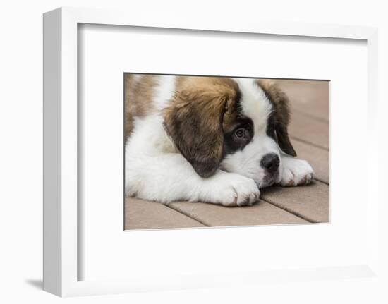 Three month old Saint Bernard puppy looking tired as he rests on his deck after playtime.-Janet Horton-Framed Photographic Print