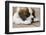 Three month old Saint Bernard puppy looking tired as he rests on his deck after playtime.-Janet Horton-Framed Photographic Print