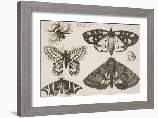 Three Moths, Two Butterflies, and a Bumble Bee-Wenceslaus Hollar-Framed Giclee Print