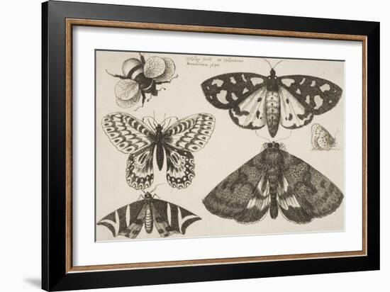 Three Moths, Two Butterflies, and a Bumble Bee-Wenceslaus Hollar-Framed Giclee Print