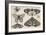 Three Moths, Two Butterflies, and a Bumble Bee-Wenceslaus Hollar-Framed Giclee Print