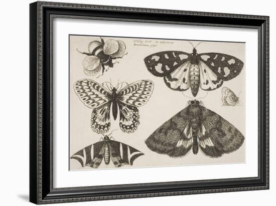 Three Moths, Two Butterflies, and a Bumble Bee-Wenceslaus Hollar-Framed Giclee Print