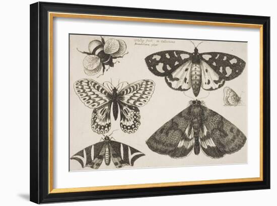 Three Moths, Two Butterflies, and a Bumble Bee-Wenceslaus Hollar-Framed Giclee Print