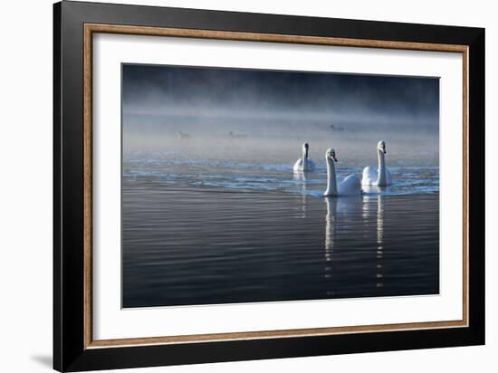 Three Mute Swans, Cygnus Olor, Swim in a Pond in Richmond Park at Sunrise-Alex Saberi-Framed Photographic Print