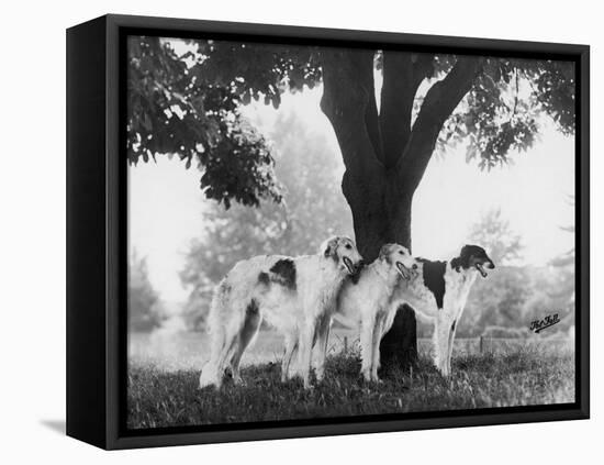 Three Mythe Borzois Belonging to Miss E.M. Robinson Standing Under a Tree-Thomas Fall-Framed Premier Image Canvas