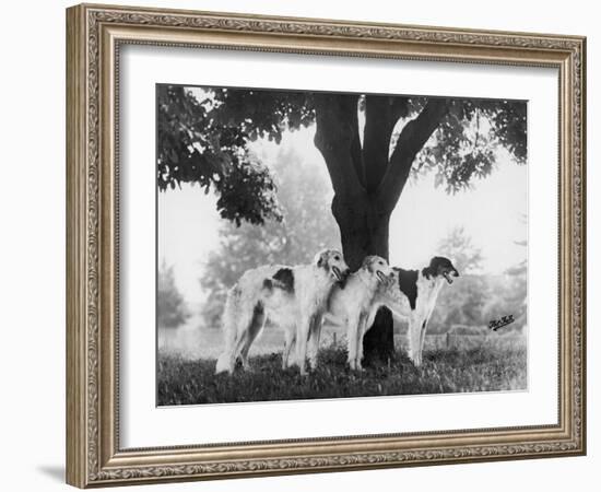 Three Mythe Borzois Belonging to Miss E.M. Robinson Standing Under a Tree-Thomas Fall-Framed Photographic Print