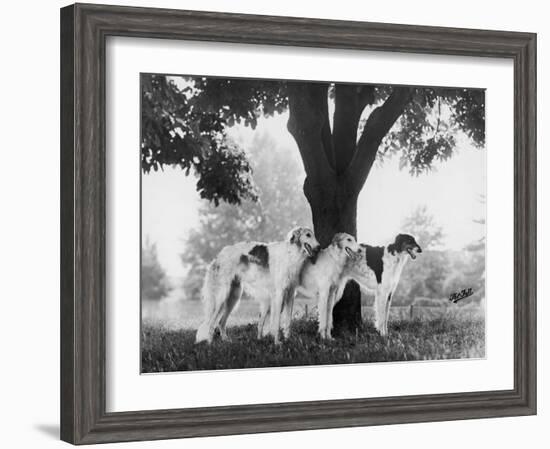 Three Mythe Borzois Belonging to Miss E.M. Robinson Standing Under a Tree-Thomas Fall-Framed Photographic Print