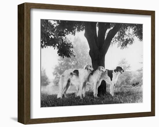 Three Mythe Borzois Belonging to Miss E.M. Robinson Standing Under a Tree-Thomas Fall-Framed Photographic Print