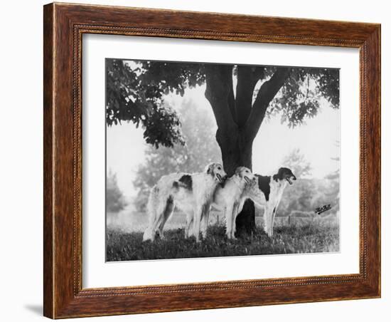 Three Mythe Borzois Belonging to Miss E.M. Robinson Standing Under a Tree-Thomas Fall-Framed Photographic Print