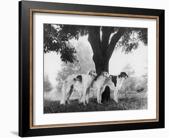 Three Mythe Borzois Belonging to Miss E.M. Robinson Standing Under a Tree-Thomas Fall-Framed Photographic Print