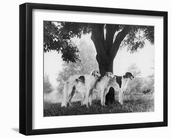 Three Mythe Borzois Belonging to Miss E.M. Robinson Standing Under a Tree-Thomas Fall-Framed Photographic Print