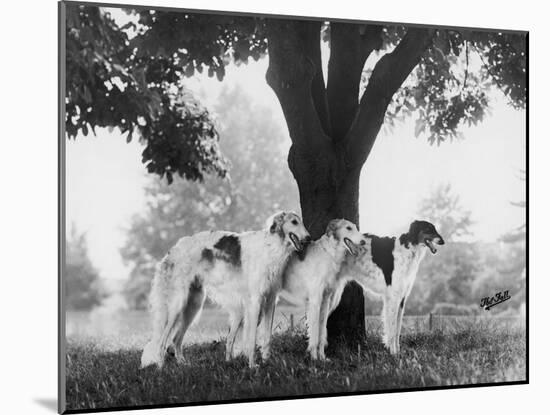 Three Mythe Borzois Belonging to Miss E.M. Robinson Standing Under a Tree-Thomas Fall-Mounted Photographic Print
