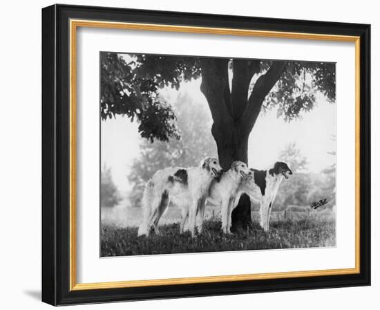 Three Mythe Borzois Belonging to Miss E.M. Robinson Standing Under a Tree-Thomas Fall-Framed Photographic Print