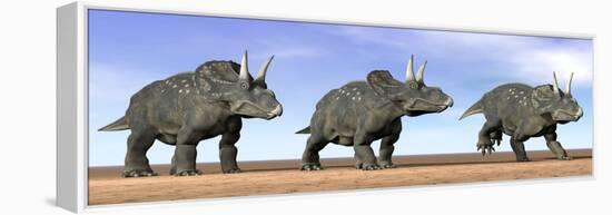 Three Nedoceratops Standing in the Desert-null-Framed Stretched Canvas