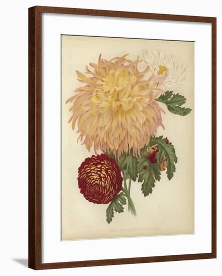 Three New Chrysanthemums-null-Framed Giclee Print