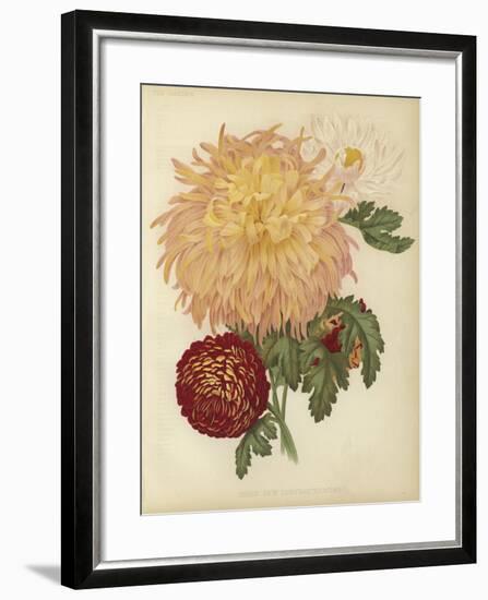 Three New Chrysanthemums-null-Framed Giclee Print