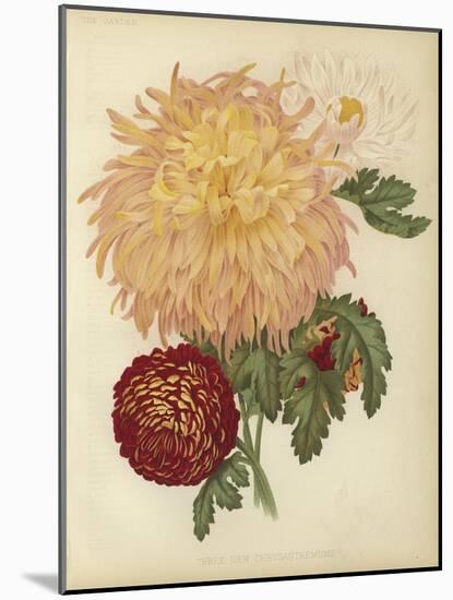 Three New Chrysanthemums-null-Mounted Giclee Print