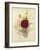 Three New Tree Carnations-null-Framed Giclee Print