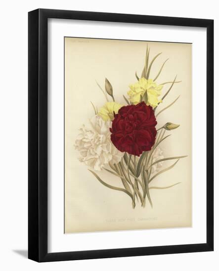 Three New Tree Carnations-null-Framed Giclee Print