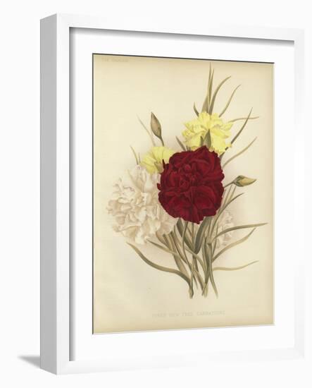 Three New Tree Carnations-null-Framed Giclee Print