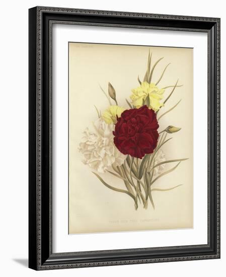 Three New Tree Carnations-null-Framed Giclee Print