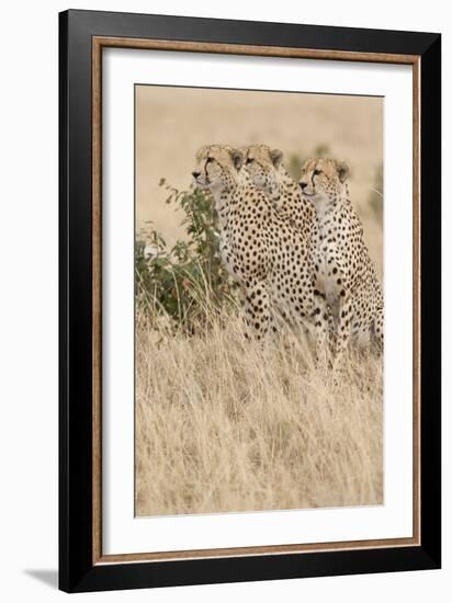 Three of a Kind-Susann Parker-Framed Photographic Print