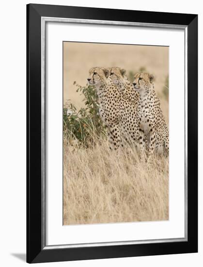 Three of a Kind-Susann Parker-Framed Photographic Print