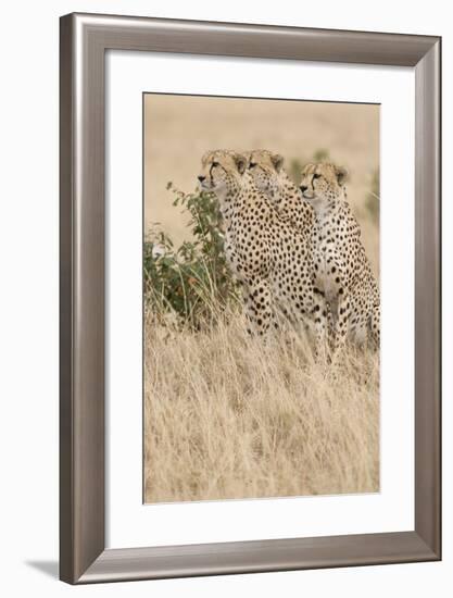 Three of a Kind-Susann Parker-Framed Photographic Print